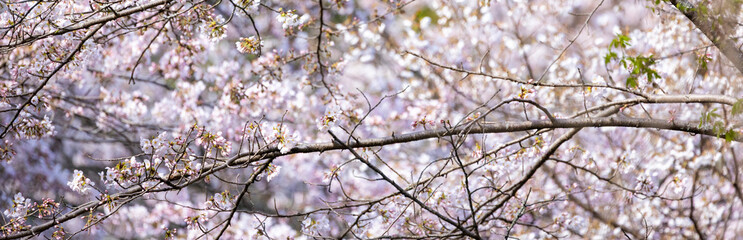 バナーサイズに切り抜いた満開の桜