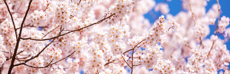 バナーサイズに切り抜いた満開の桜