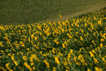 Sunflower Field, One Flower Above Them All