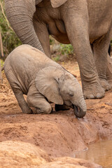 Fototapeta premium Cute elephant calf trying to drink water, Addo Elephant National Park