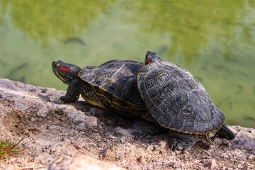 Freshwater Turtle Basking in the Sun on a Stone in the Park Red Eared Slider or Red Eeared Terrapin