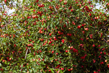 summer garden with fruit trees and apple harvest