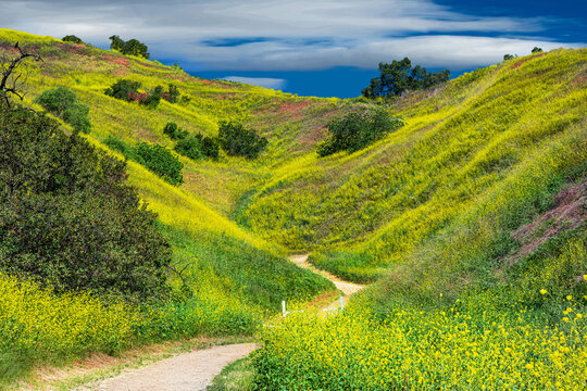 California Wildflower Fields A Winding Road Along Hills And Valleys Of Gold And Emerald, Green Flowers.