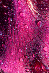 beautiful peony flowers during flowering