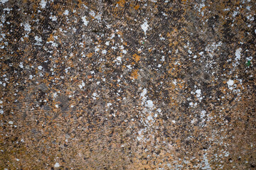 textura de piedra con musgo y líquenes