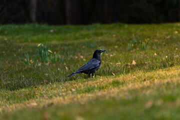 Black crow in a green grass meadow