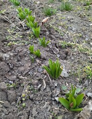 small plants growing in the garden. eco concept