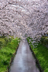 Fototapeta premium 桜で埋まる真間川の桜並木 市川市