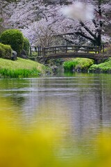 Fototapeta na wymiar 池の畔の桜　市川市