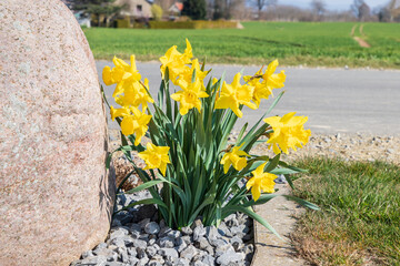 A bush of blooming yellow daffodils outdoor near the stone in spring sunny day