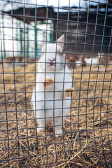 Fototapeta premium White baby rabbit bunny stands up on the cage net mesh looking for food from people at a zoo. High quality photo