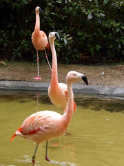 pink flamingo in the water