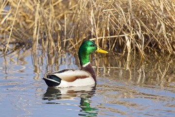 Mallard in the water.