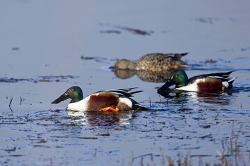 Three norther shovelers swim in the water.