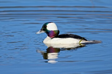 Bufflehead duck swimming in water.