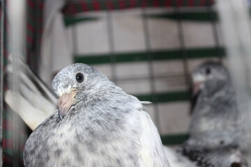 pigeons on the fence