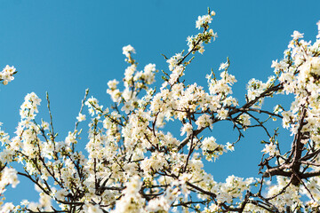White Cherry blossom flower petal branches against blue