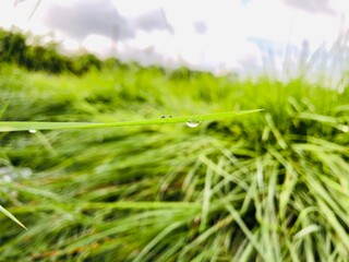 grass and water drops