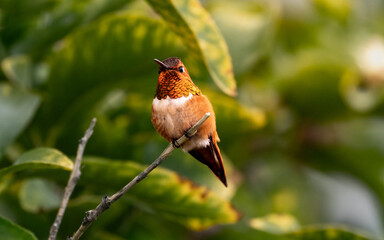 Naklejka premium rufous hummingbird in lime tree