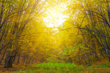 autumn forest on mount slope in sunlight