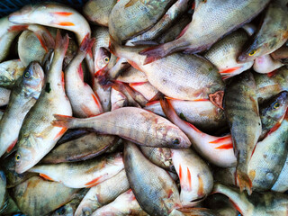 Freshly caught river fish