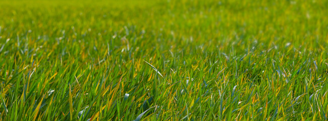 closeup green grass in prairie, natural spring background