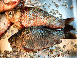 Freshly caught river fish