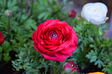 Pink flowers ranunculus, ranunculus garden, flowers
