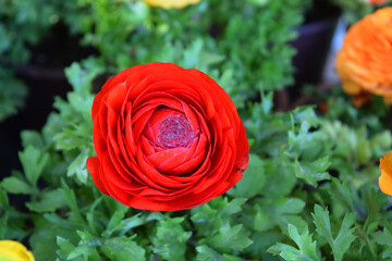Red flowers ranunculus, ranunculus garden, flowers