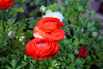 Red flowers ranunculus, ranunculus garden, flowers
