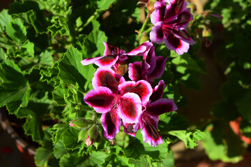 pink flowers, geranium, indoor flowers