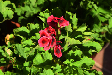red flowers, geranium, indoor flowers