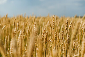 The field of yellow ripe wheat on blue sky in summer. The symbol of Ukrainian flag. Food, ears of grain.