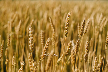 The field of yellow ripe wheat in summer. Food, ears of grain. Close up grain.