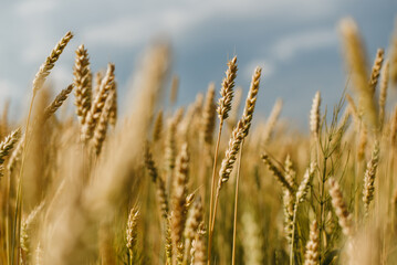 Fototapeta premium The field of yellow ripe wheat on blue sky in summer. The symbol of Ukrainian flag. Food, ears of grain.
