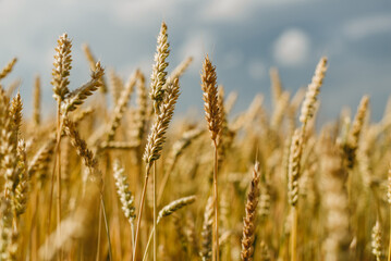 Fototapeta premium The field of yellow ripe wheat on blue sky in summer. The symbol of Ukrainian flag. Food, ears of grain.