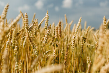 The field of yellow ripe wheat on blue sky in summer. The symbol of Ukrainian flag. Food, ears of grain.