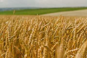 The field of yellow ripe wheat on blue sky in summer. The symbol of Ukrainian flag. Food, ears of grain.
