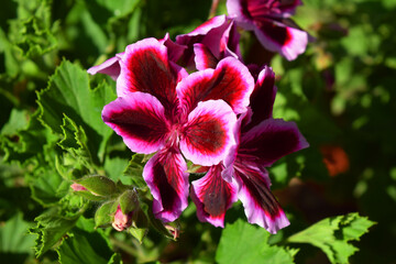 pink flowers, geranium, indoor flowers