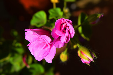 pink flowers, geranium, indoor flowers