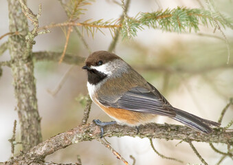A boreal chickadee perched on a conifer branch 