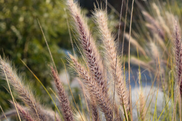 stone wall, cactus and trees