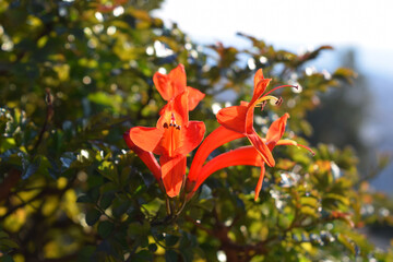 orange flowers, flowering bush, greenery