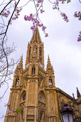 Pink flowers on the trees in spring in the city of San Sebastian next to the Buen Pastor church in the center of the city, Gipuzkoa. Spain