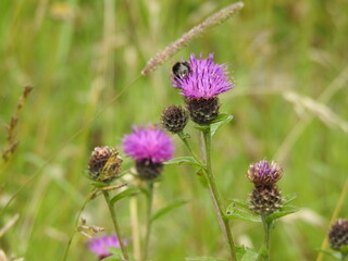 Several purple wild thistle flowers with an insect