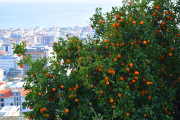 orange tree and city view