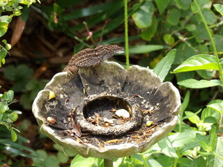 lizard in bird seed