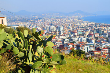 cactus and view of the city of Alanya