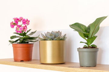 Home potted plants on the shelf at home. Succulent, nephrolepis, kalanchoe, ficus lyrate in a small pots.  Home gardening, interior decoration 