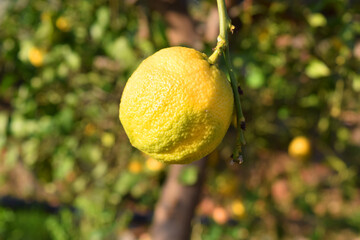 yellow lemon on the tree